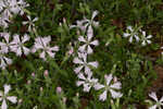 Eastern fringed catchfly